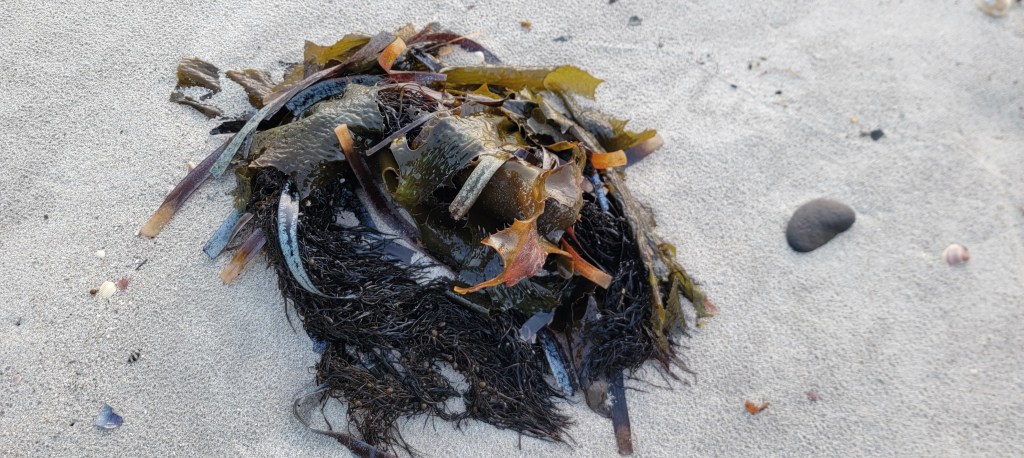 Clump of seaweed