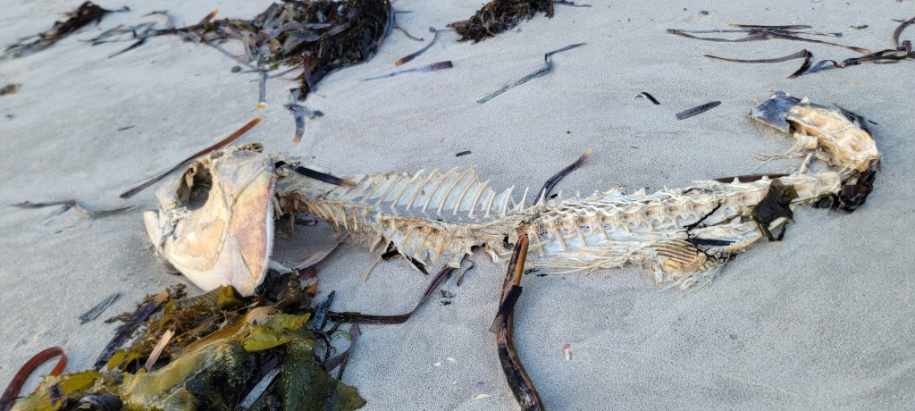 A filleted fish left on the beach shore