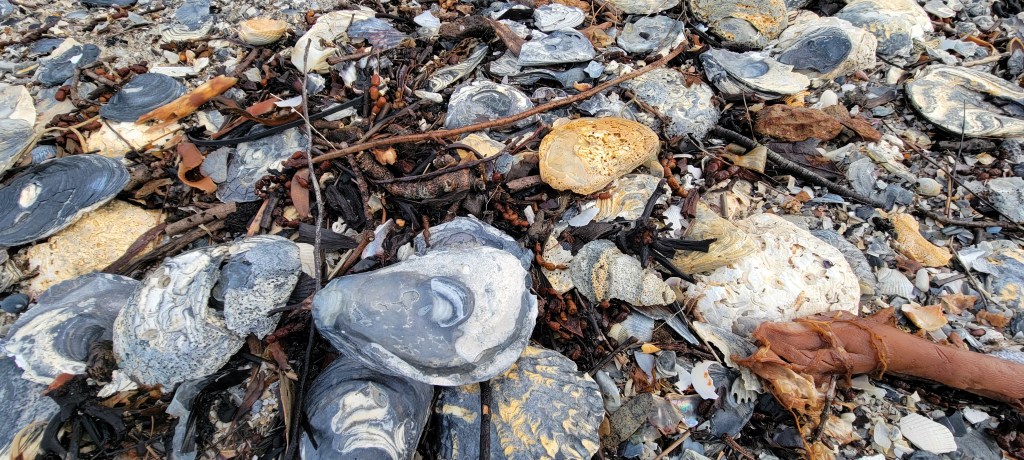 Flat pile of Oyster Shells at Callala Bay