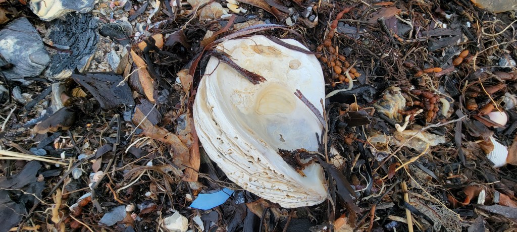 Close up side of an Oyster Shell at Callala Bay New South Wales