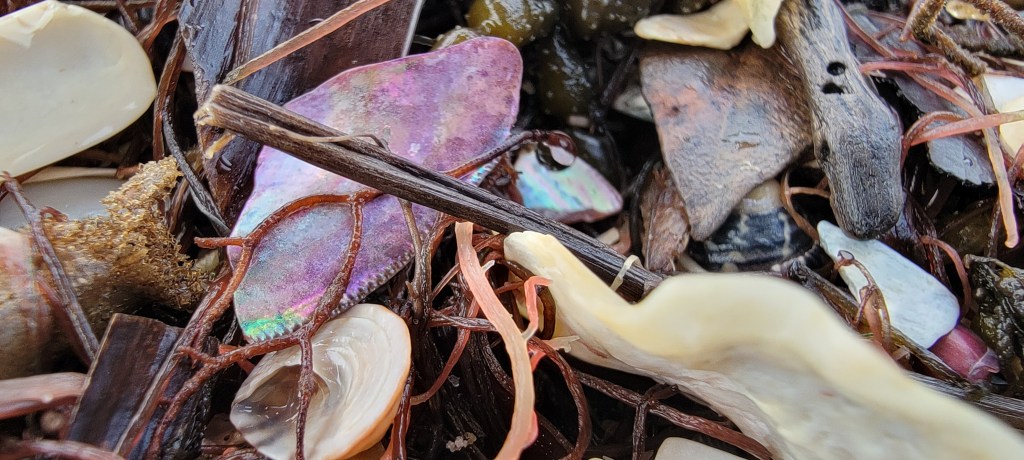 Close up of coloured shells smoothed by the ocean