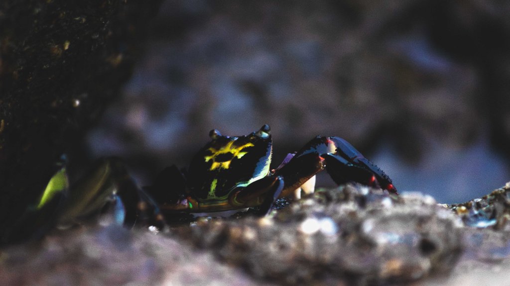 Blue Crab on edge of a rock crevice