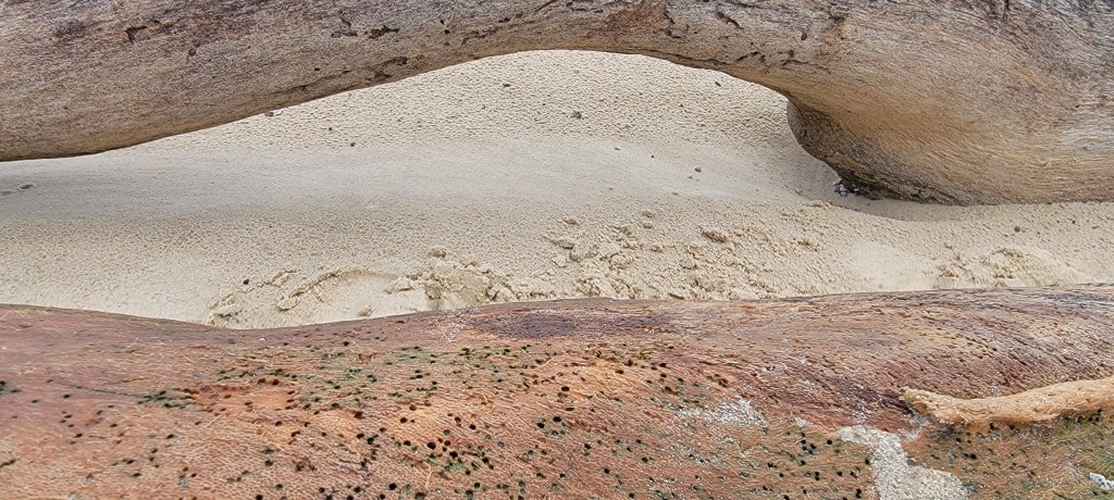 Close up of large drift wood on the sand