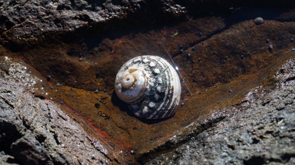 Shell in a small rock pool