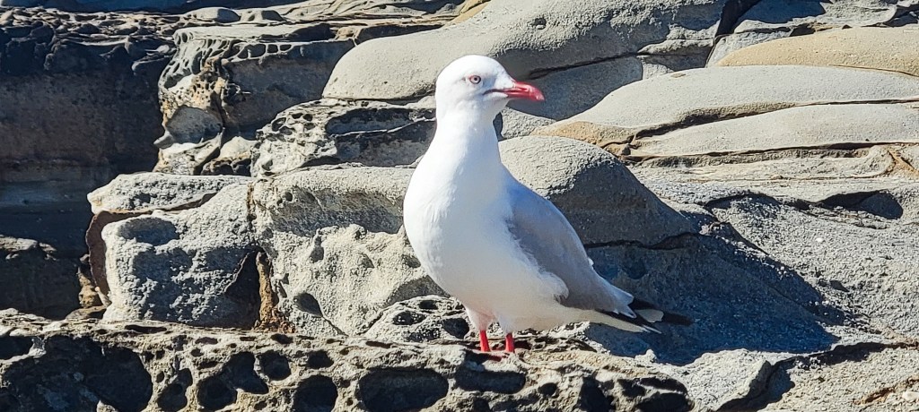 Sea Gull on a rock cliff face