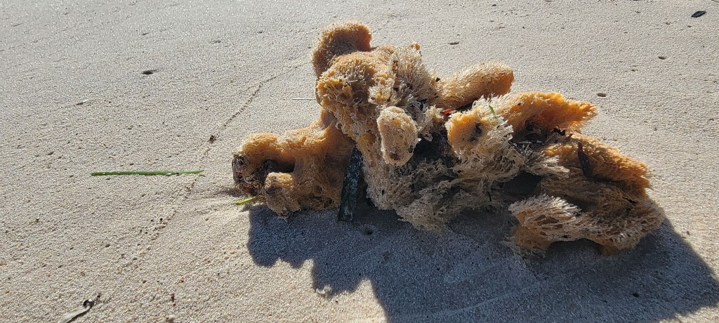 Golden Sea Sponge