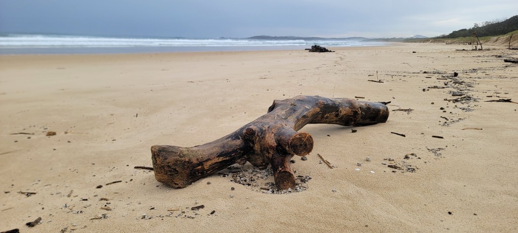 Large wet drift wood tree piece on the sand